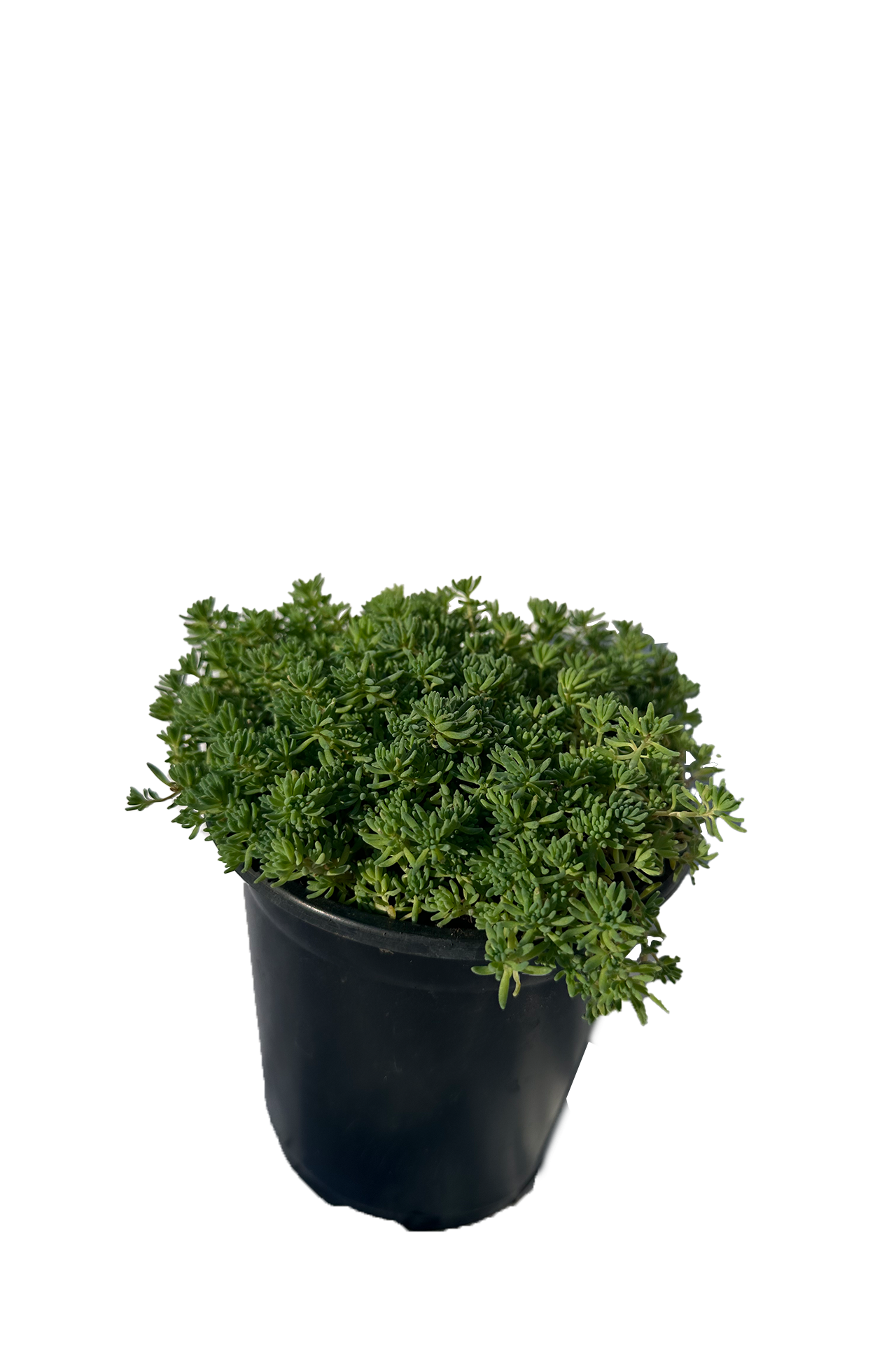 Blue Carpet Sedum Succulent Plant