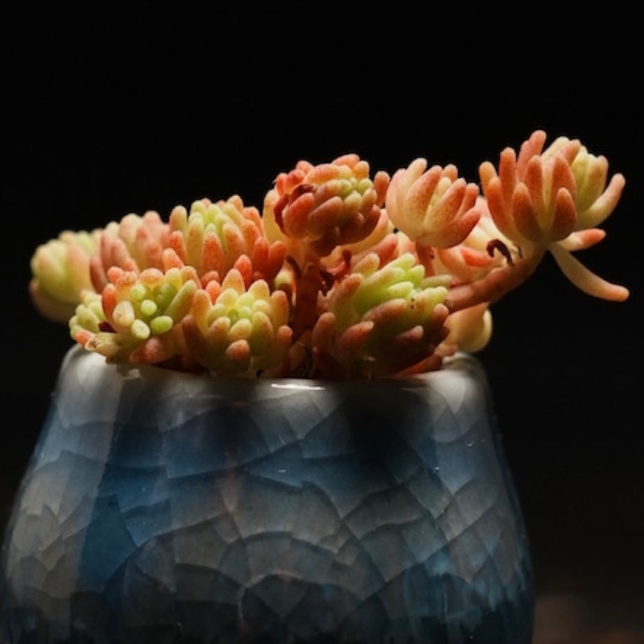 Blue Carpet Sedum Succulent Plant