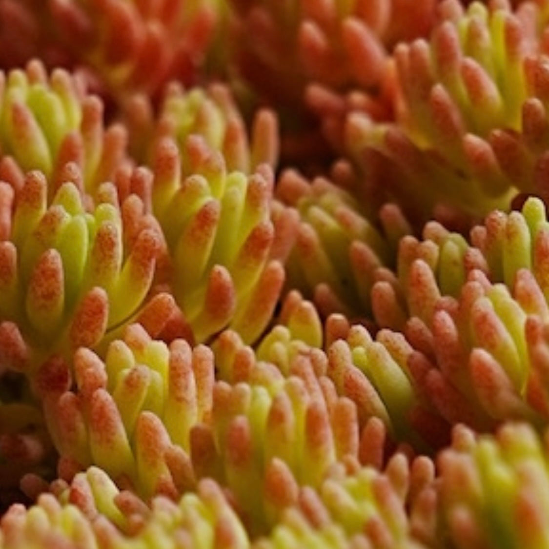 Blue Carpet Sedum Succulent Plant