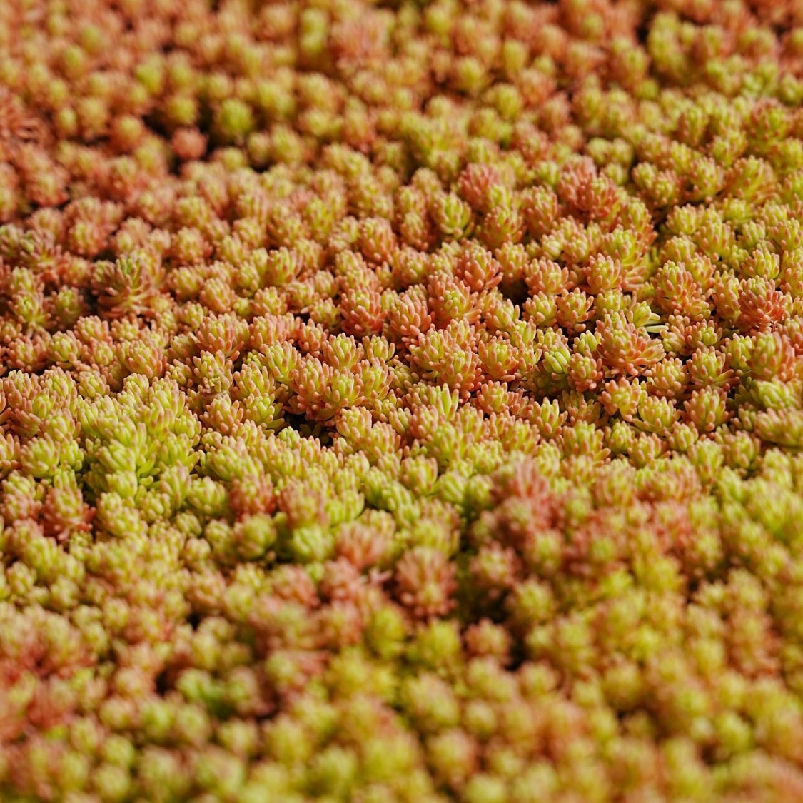 Blue Carpet Sedum Succulent Plant