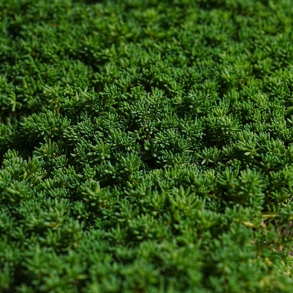 蓝地毯景天多肉植物