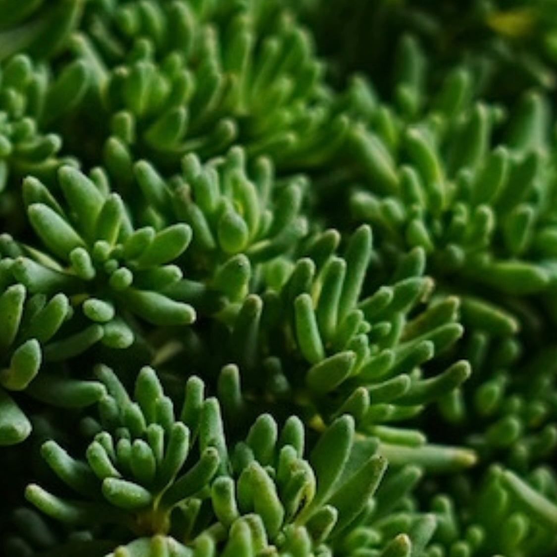 Blue Carpet Sedum Succulent Plant