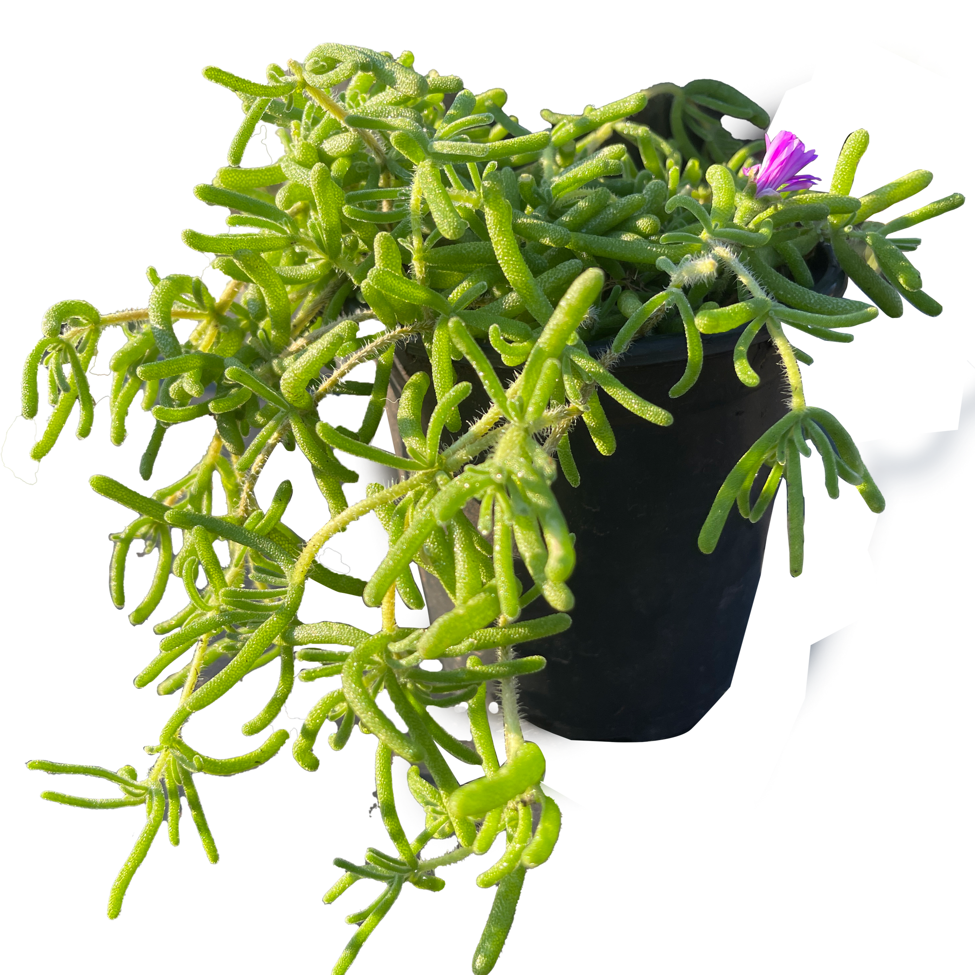 Pink Ice Succulent Plant