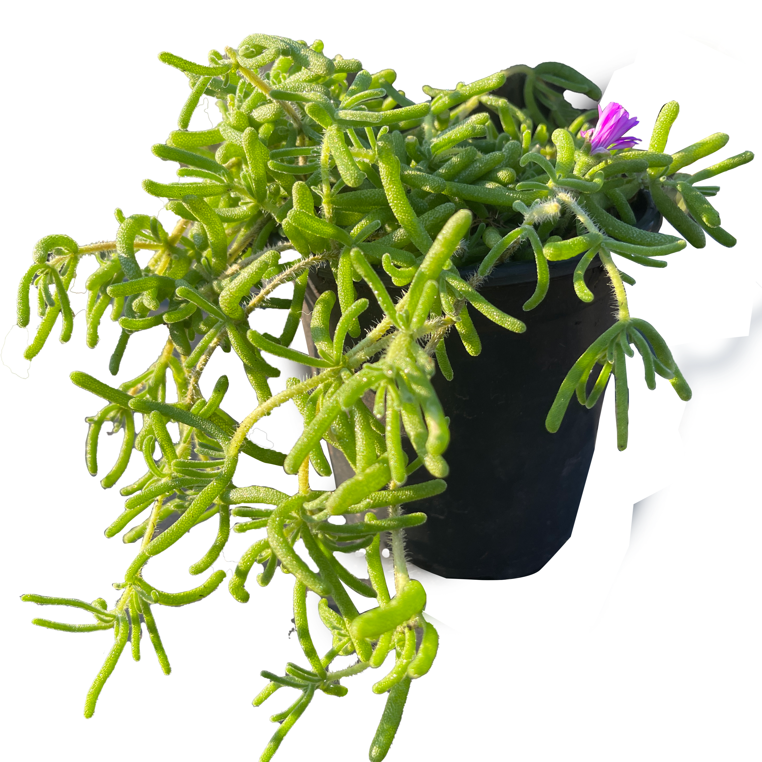 粉红冰多肉植物