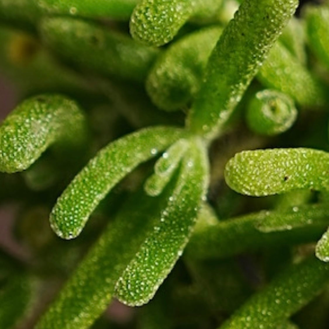 粉红冰多肉植物