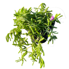 粉红冰多肉植物