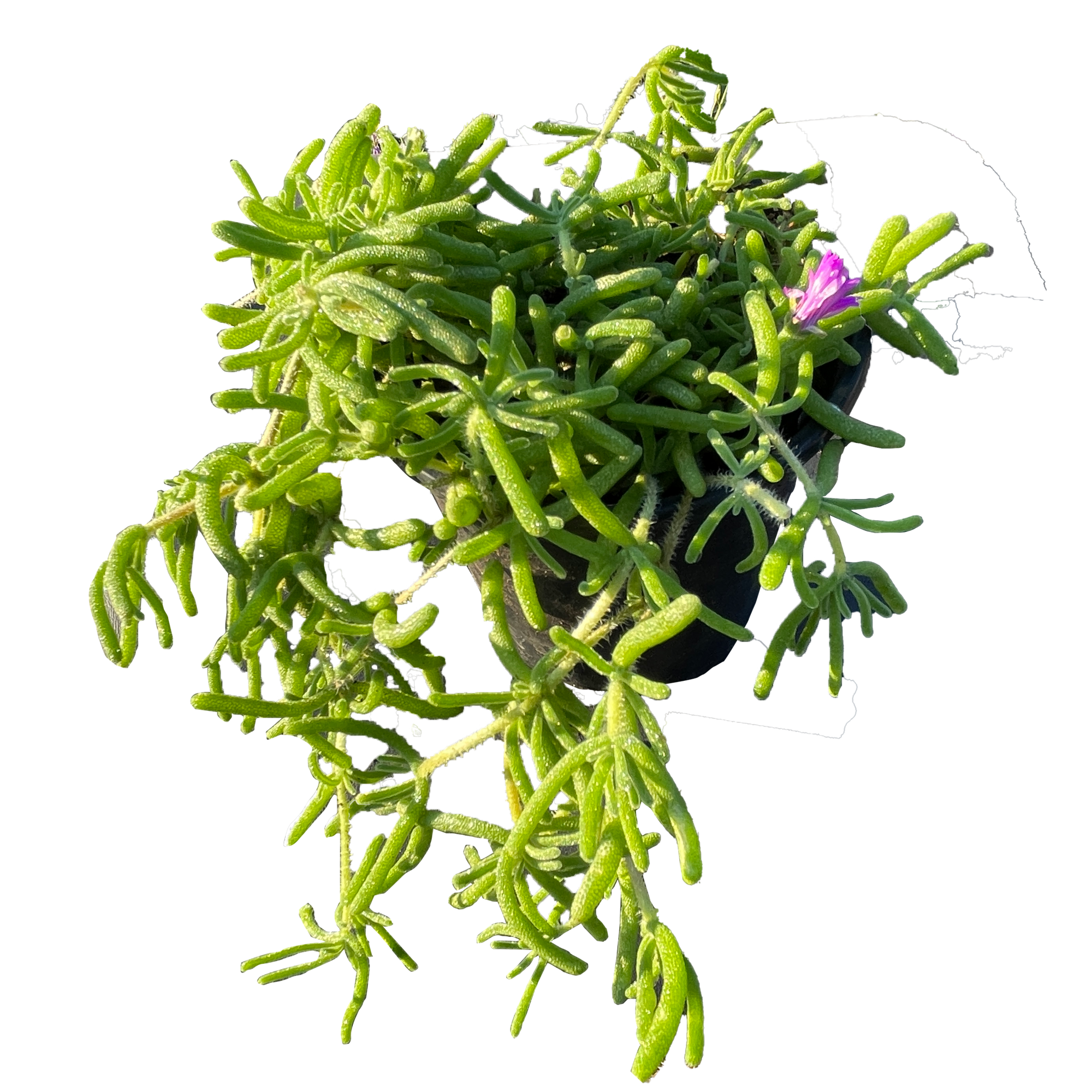Pink Ice Succulent Plant