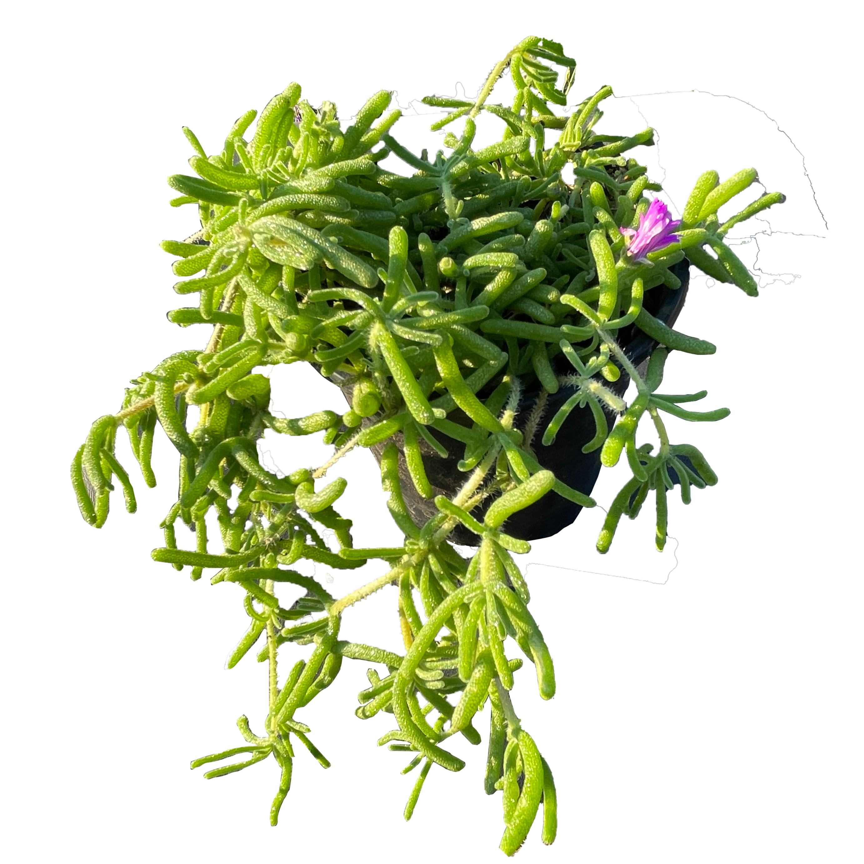 粉红冰多肉植物