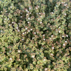 Little Sister Sedum Succulent Plant