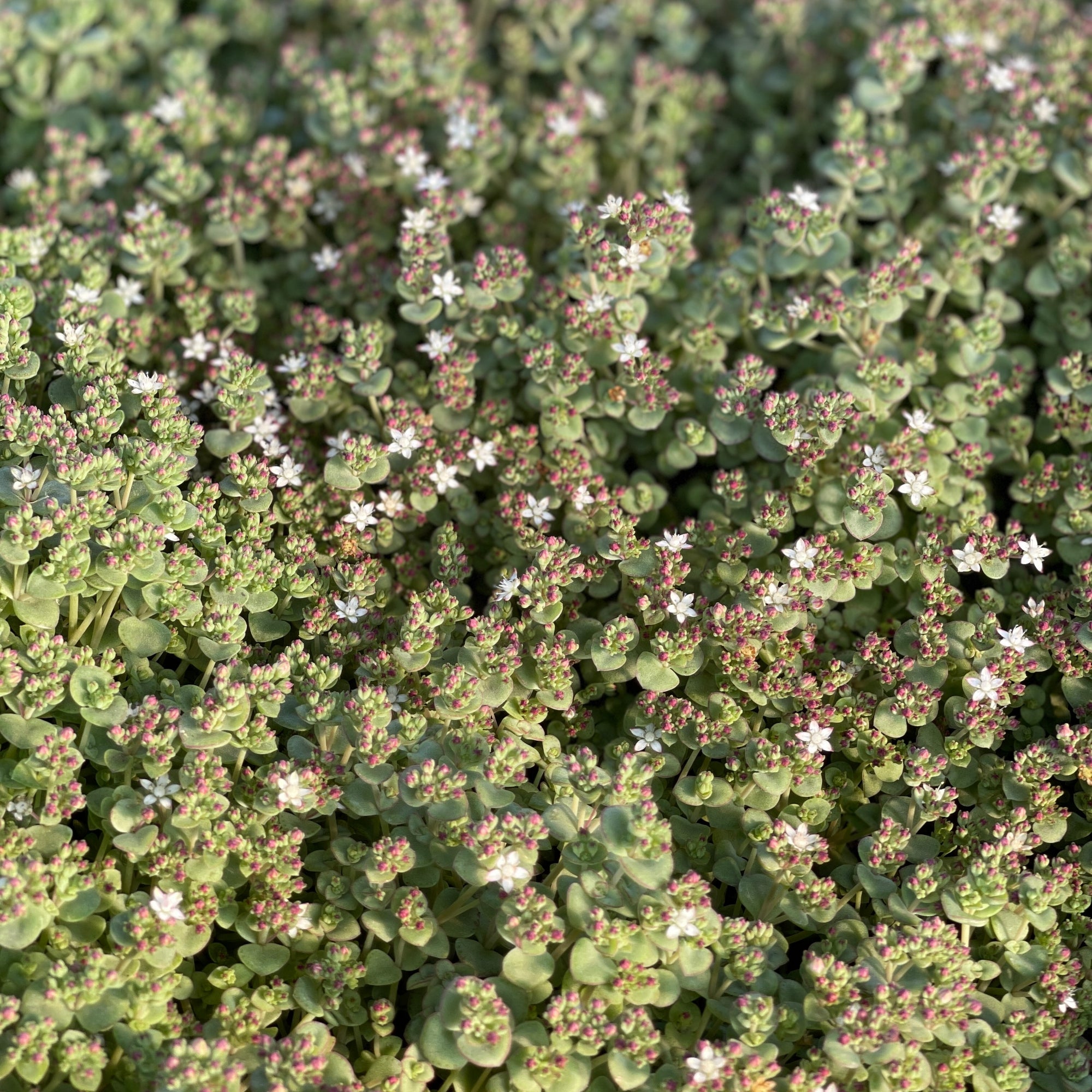 Little Sister Sedum Succulent Plant