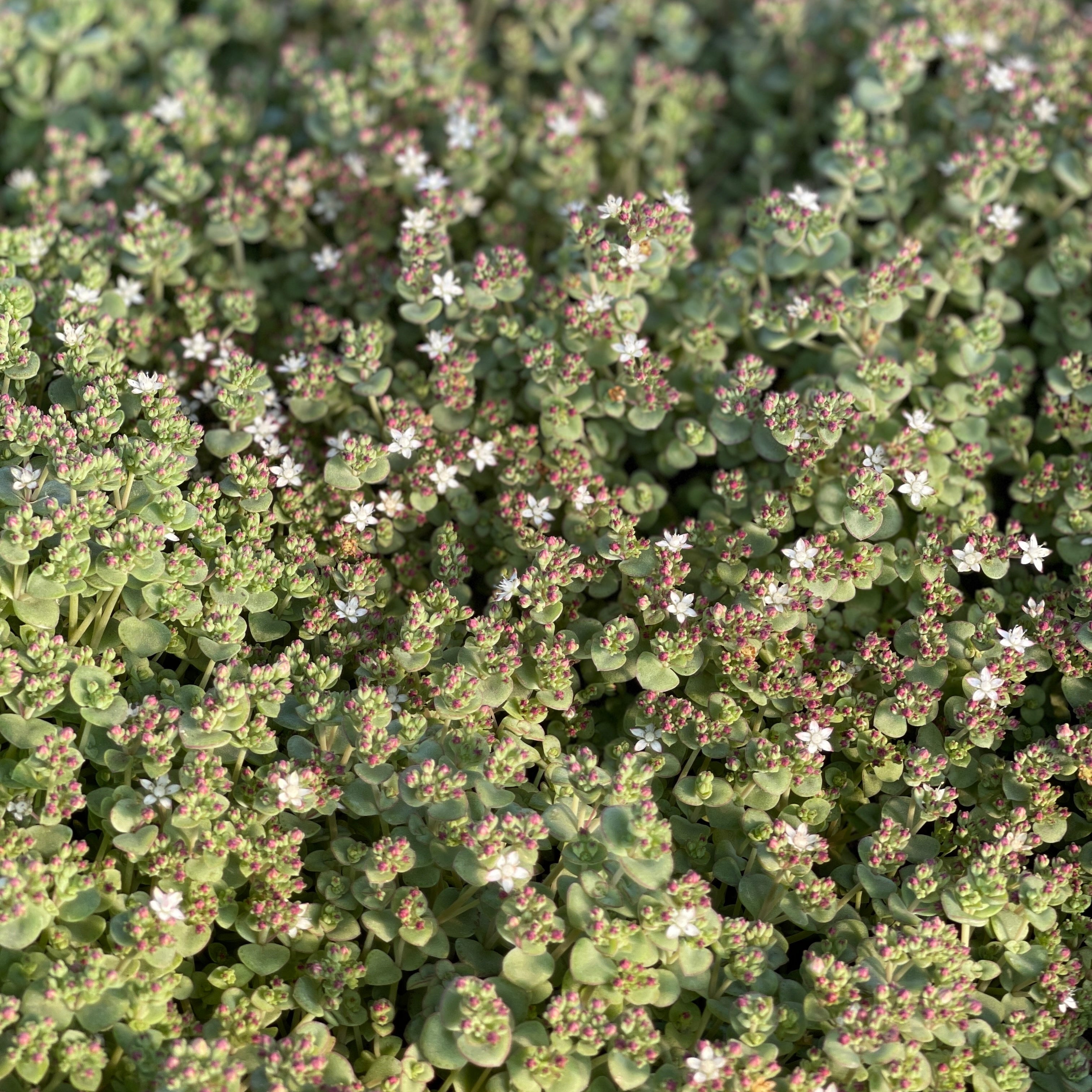 Little Sister Sedum Succulent Plant