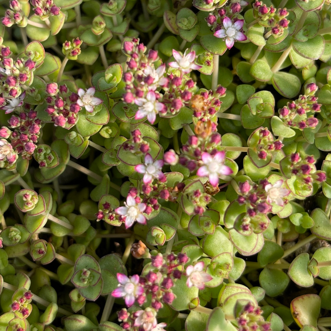 Little Sister Sedum Succulent Plant