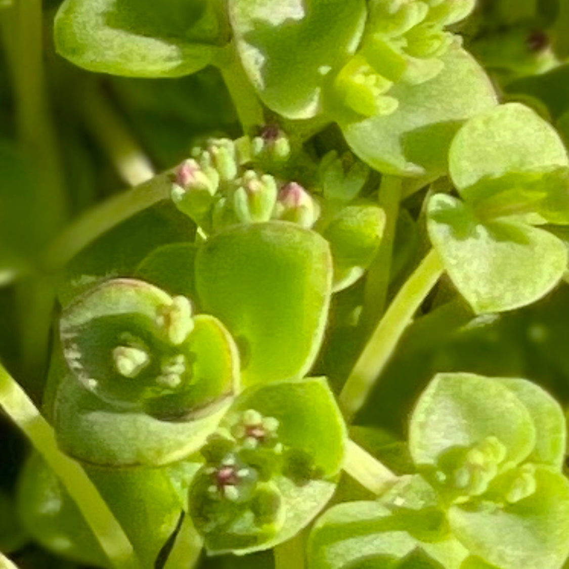Little Sister Sedum Succulent Plant