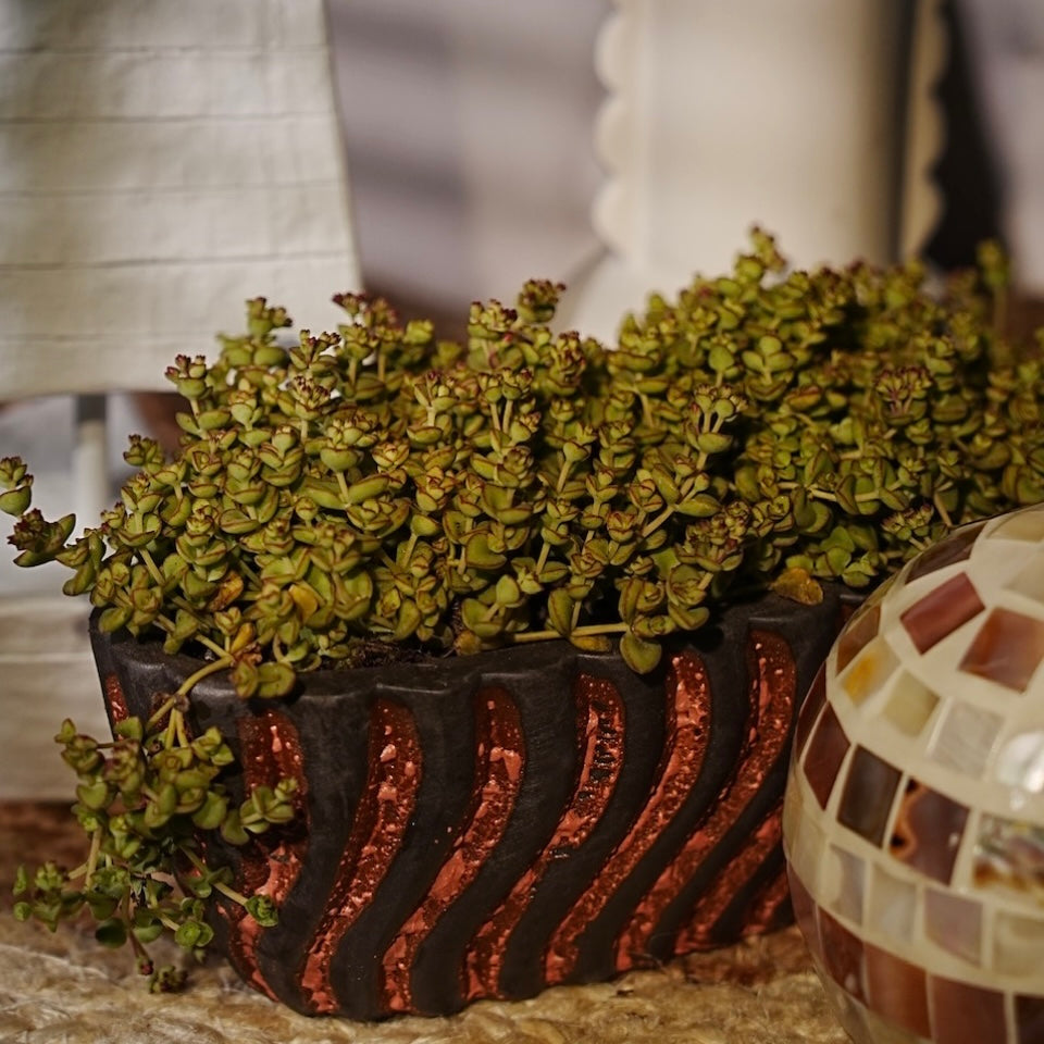 Little Sister Sedum Succulent Plant