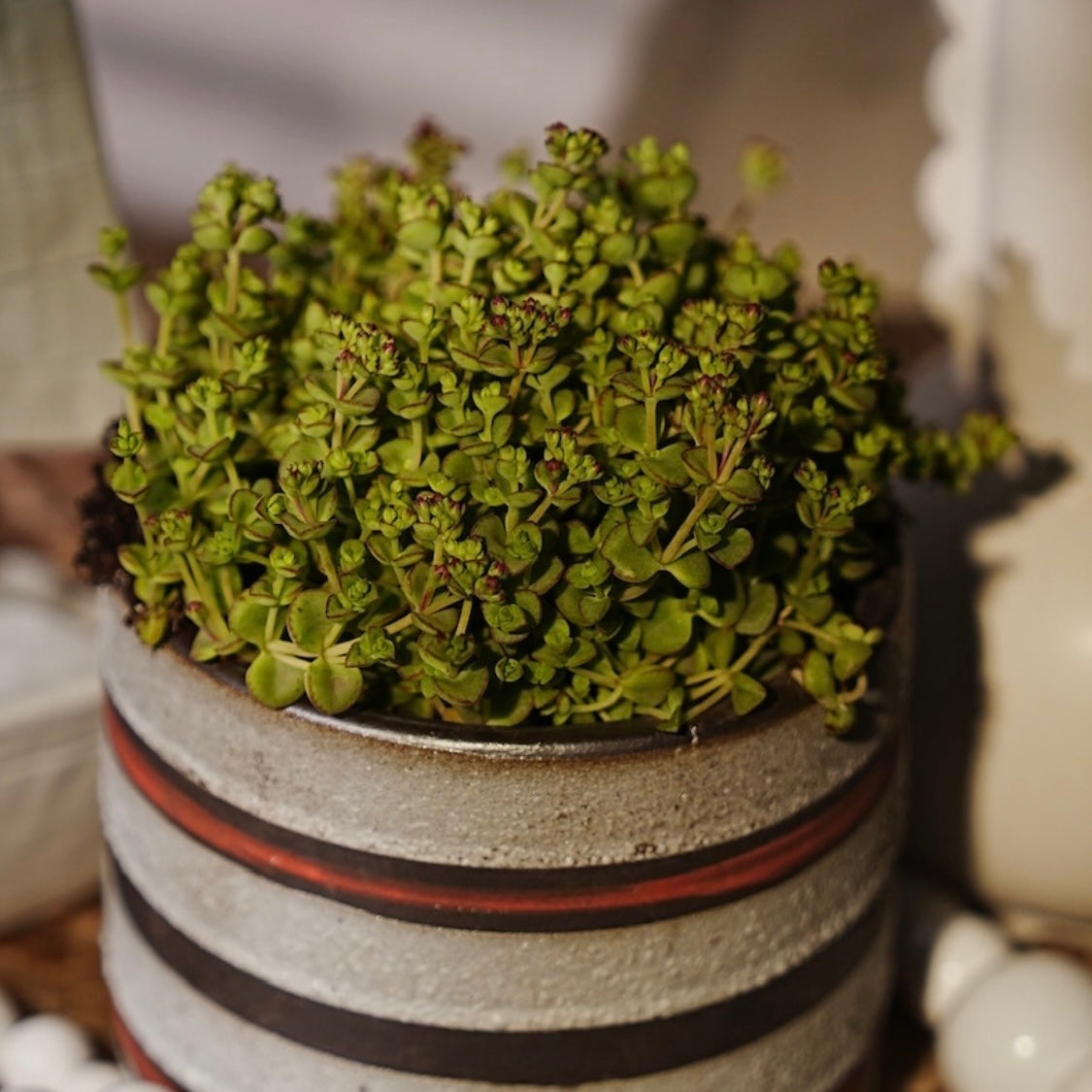 Little Sister Sedum Succulent Plant