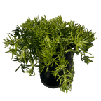 柠檬佛/中国佛甲草多肉植物