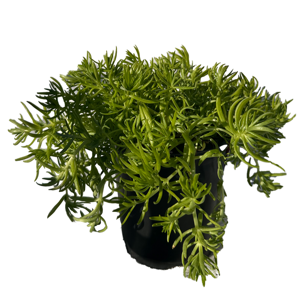 Lemon Buddha/Chinese Sedum succulent plant