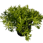 柠檬佛/中国佛甲草多肉植物
