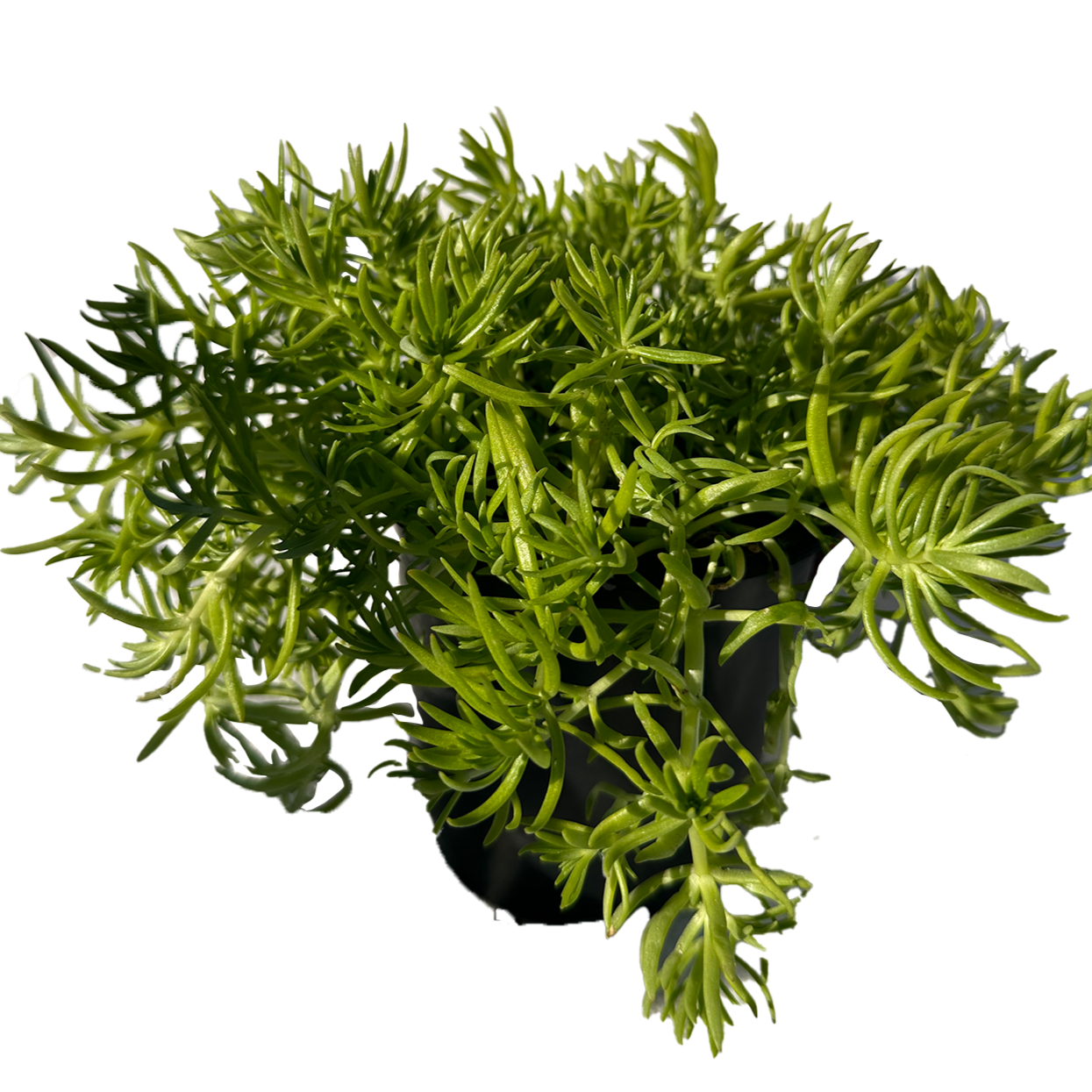 Lemon Buddha/Chinese Sedum succulent plant