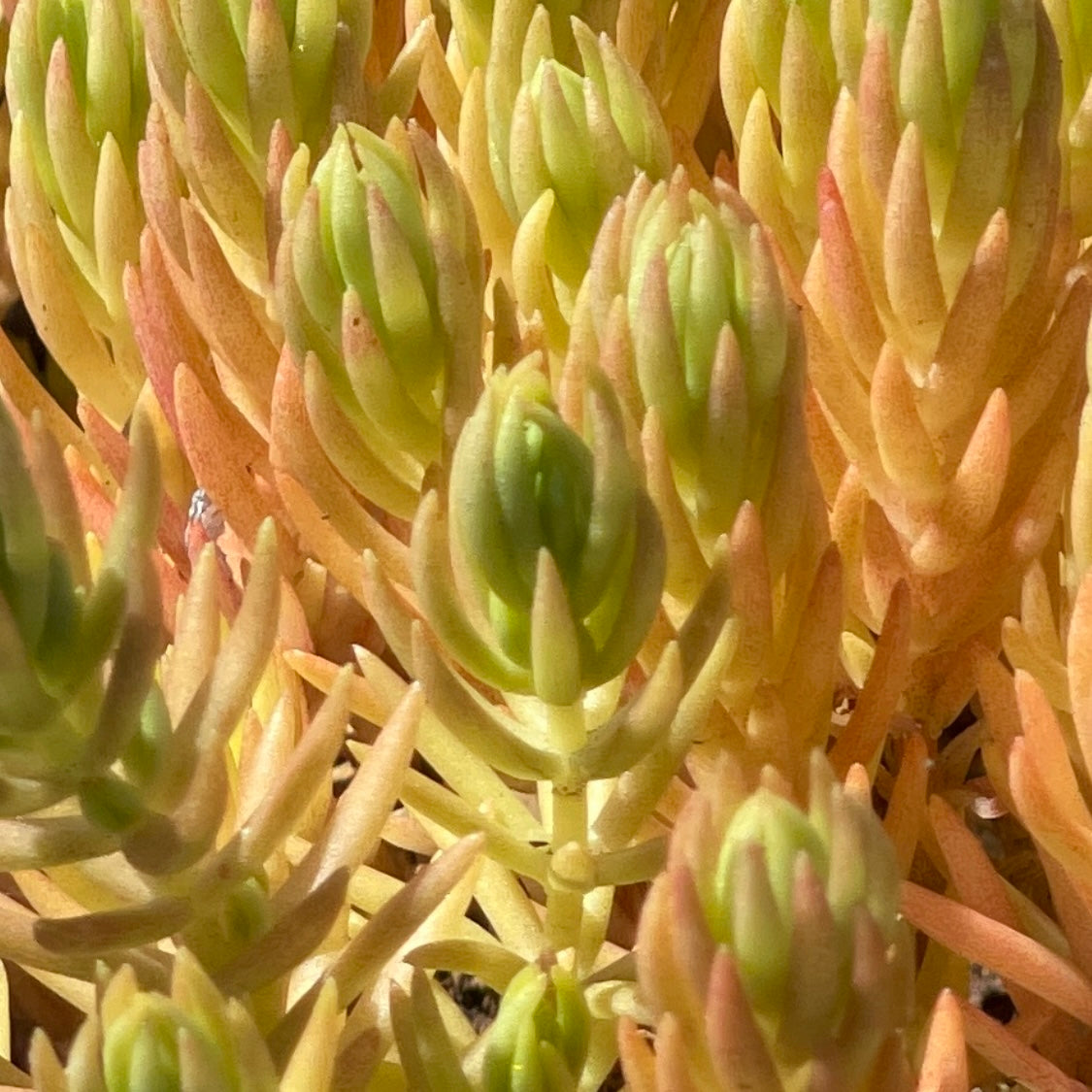 Lemon Buddha/Chinese Sedum succulent plant
