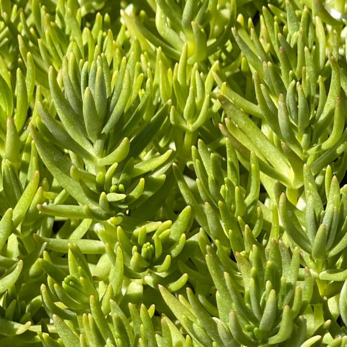 Lemon Buddha/Chinese Sedum succulent plant