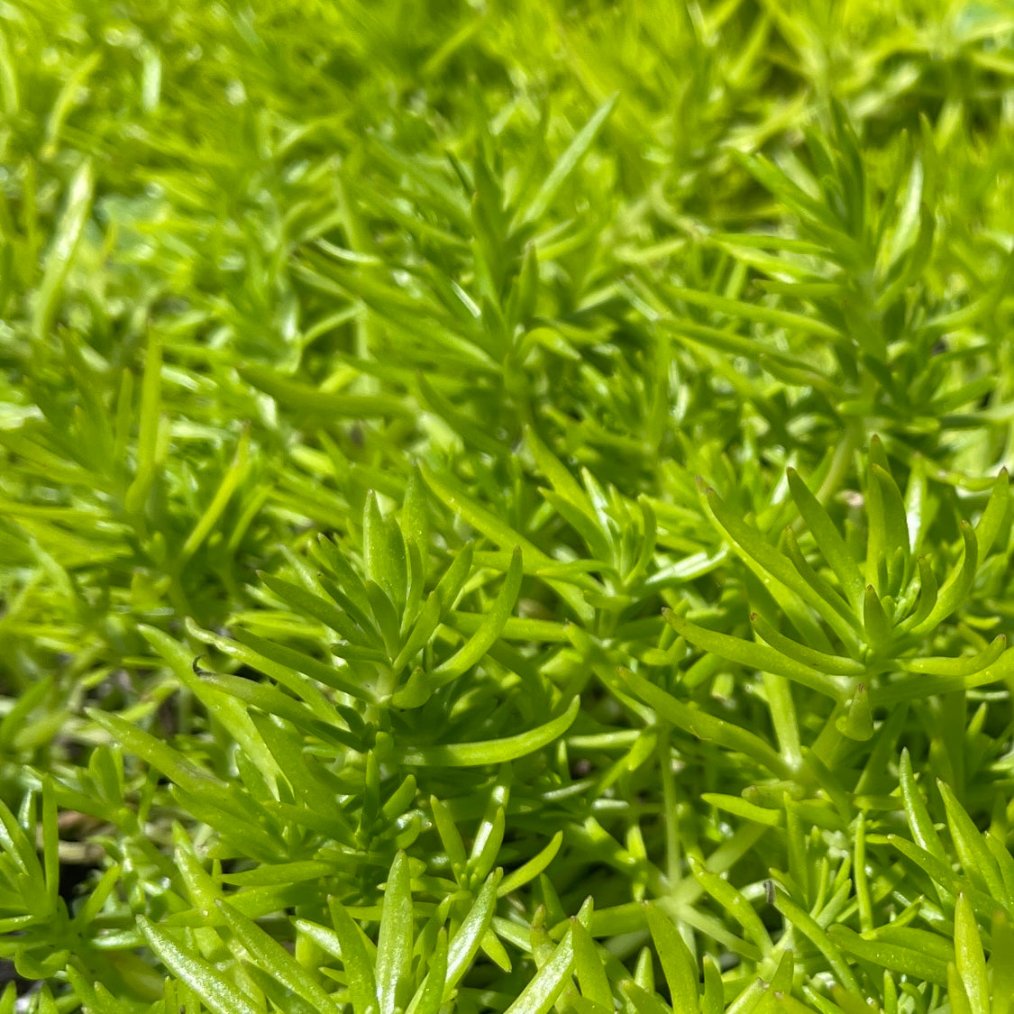 Lemon Buddha/Chinese Sedum succulent plant