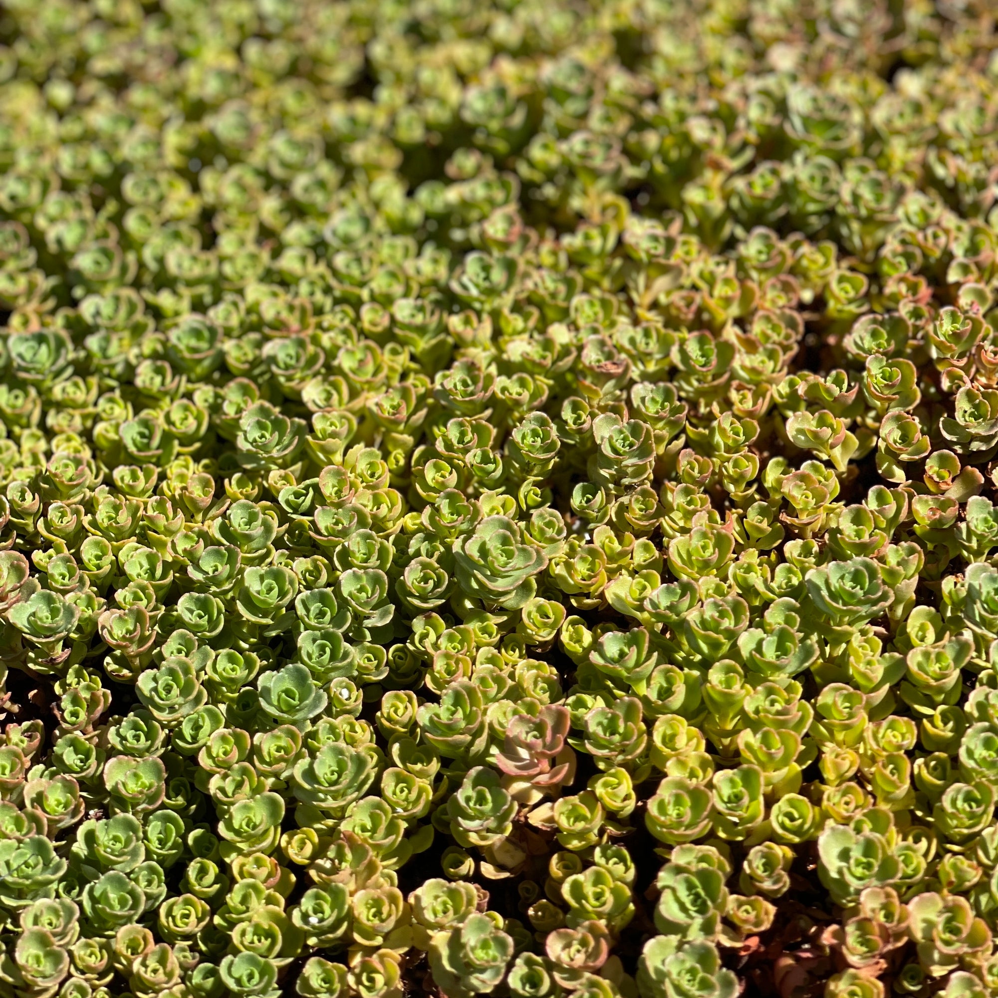 Ogon Stonecrop