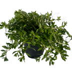 多肉植物-垂盆草