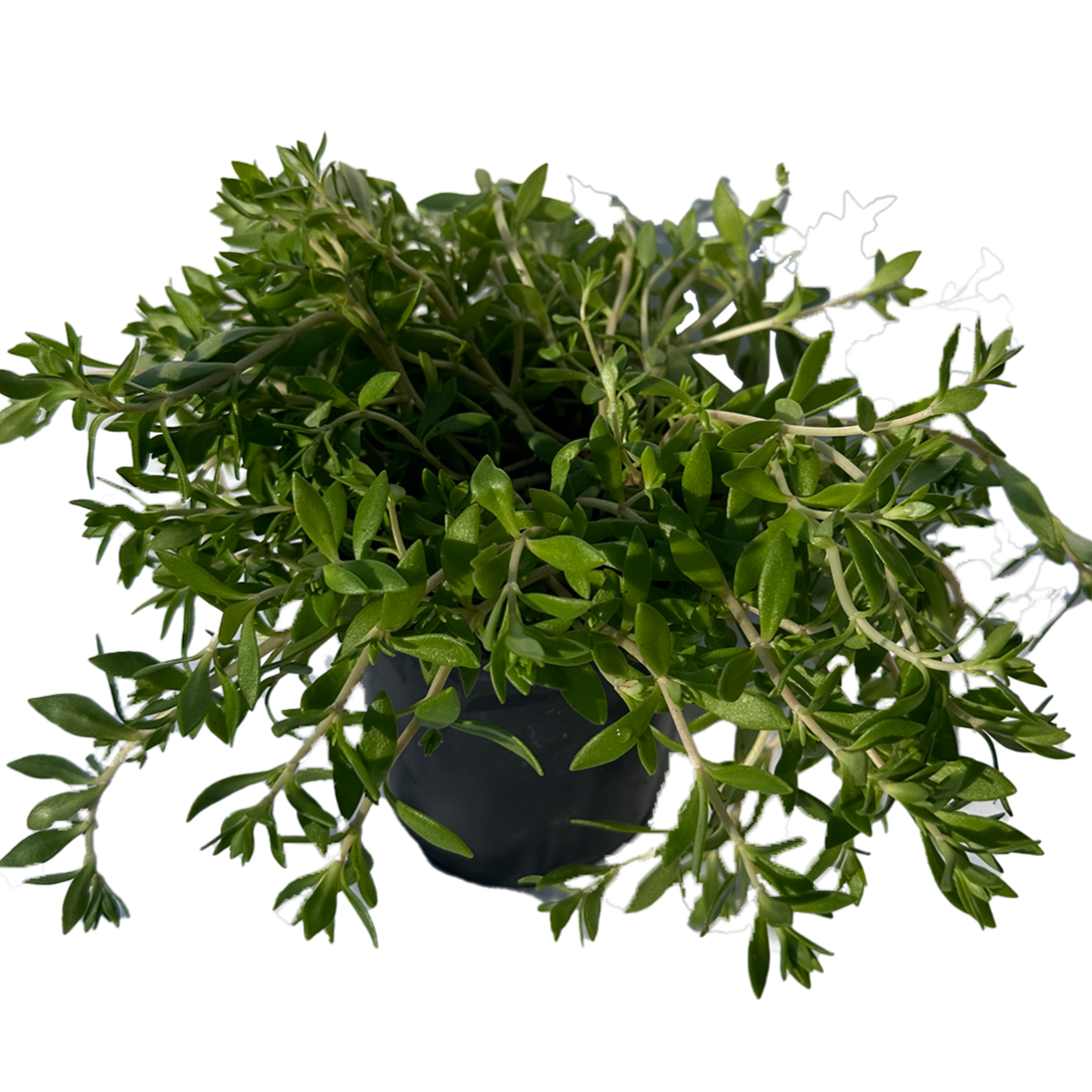 Succulent Plants-Cephalotaxus