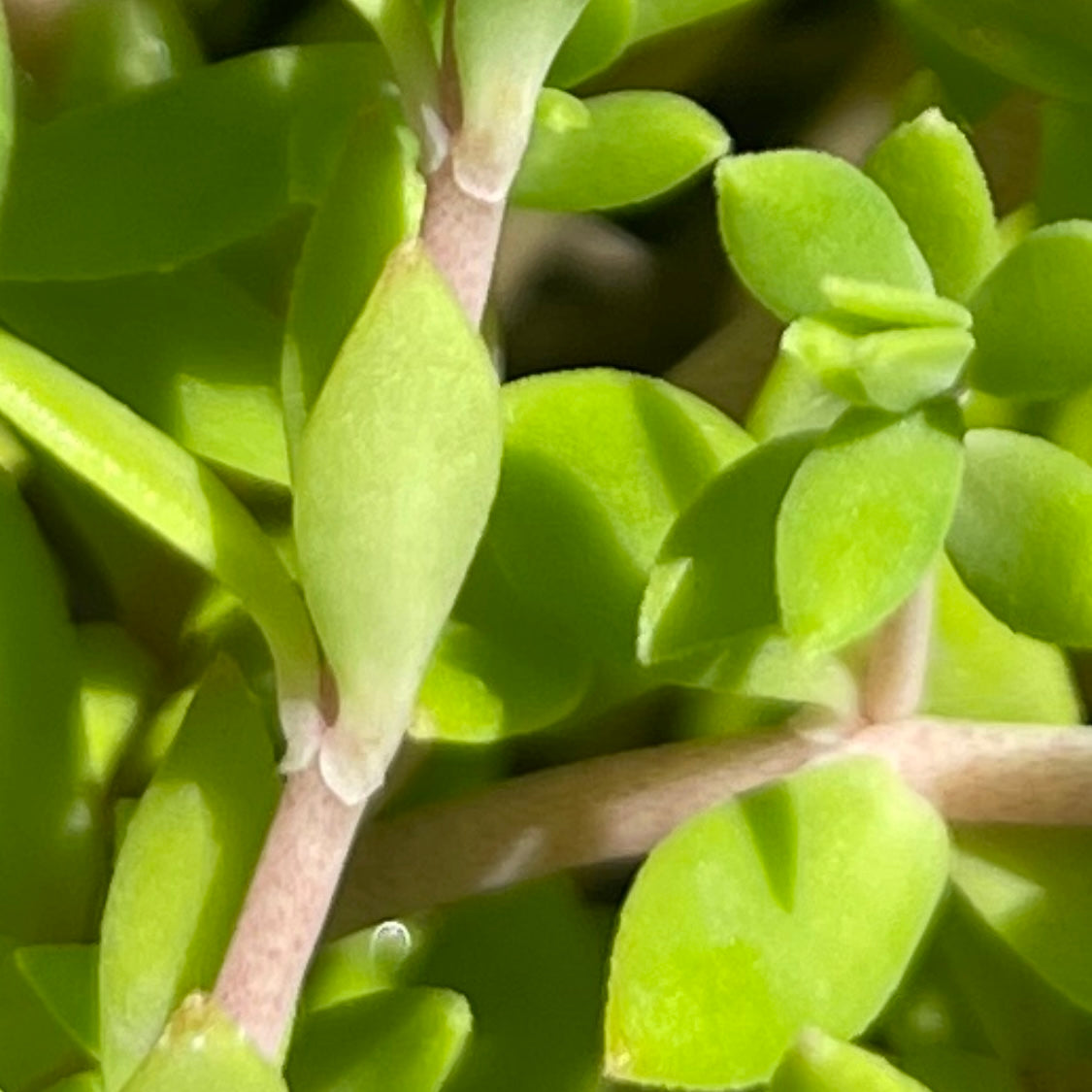 Succulent Plants-Cephalotaxus