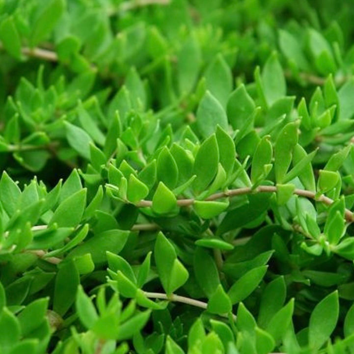 Succulent Plants-Cephalotaxus