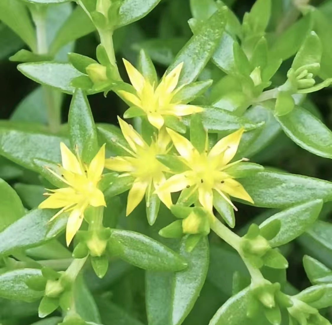 Succulent Plants-Cephalotaxus