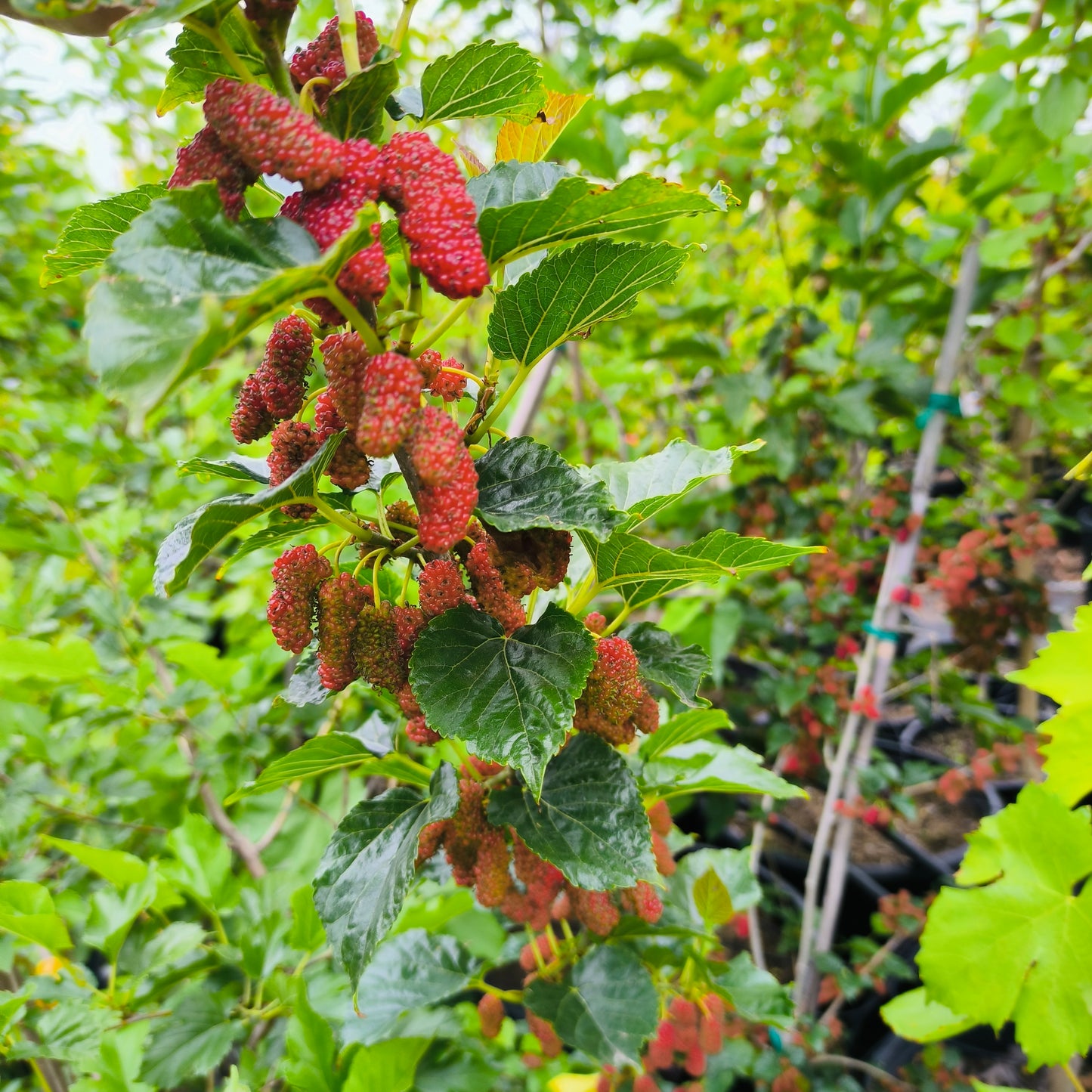 Mulberry Tree - Morus alba