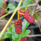 Taiwan Mulberry