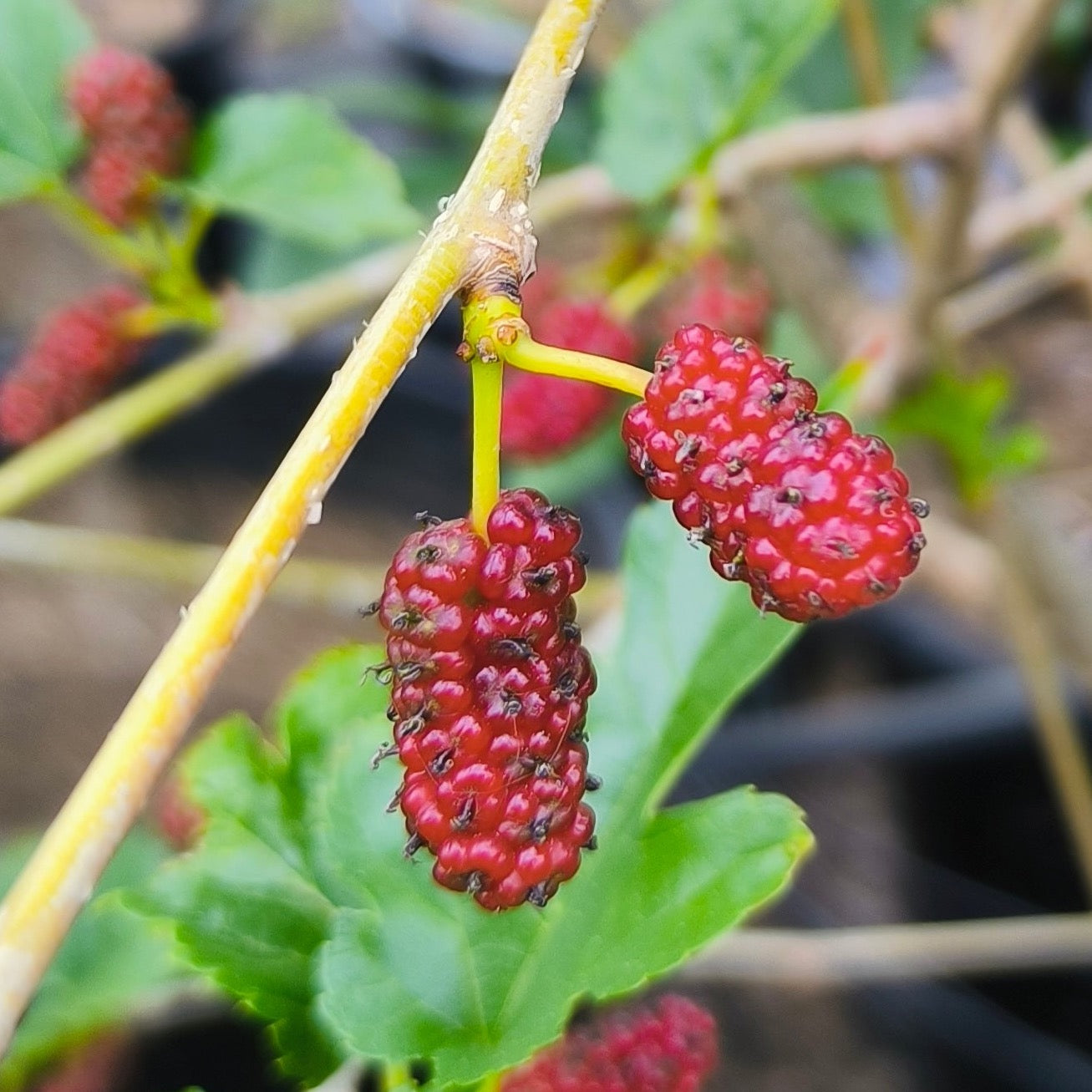 Mulberry Tree - Morus alba