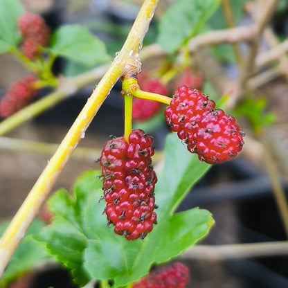 Mulberry Tree - Morus alba