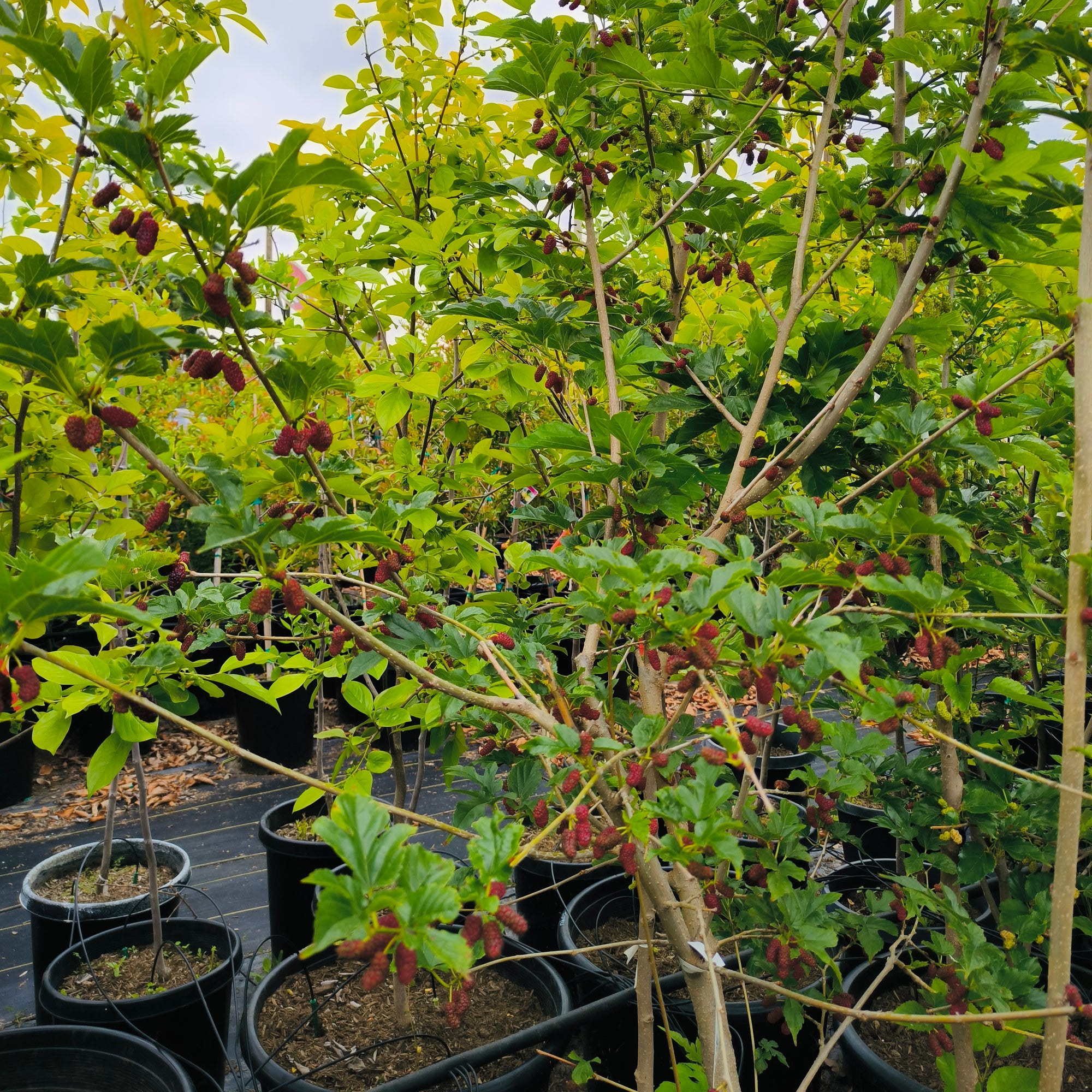 Taiwan Mulberry
