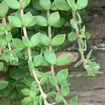 多肉植物-垂盆草