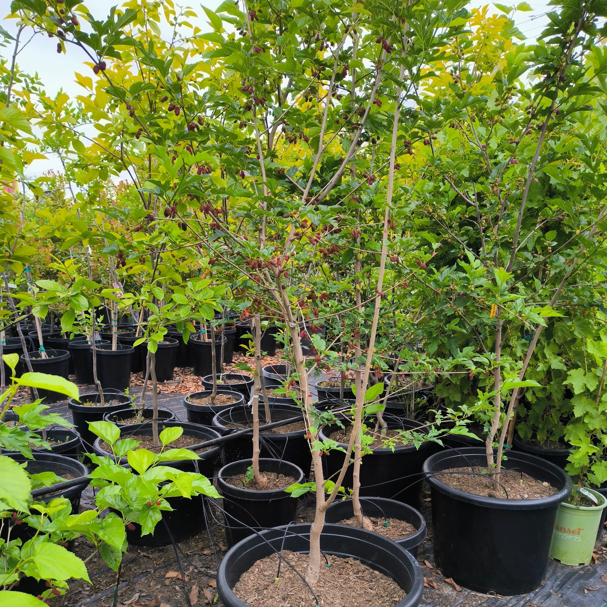 Taiwan Mulberry
