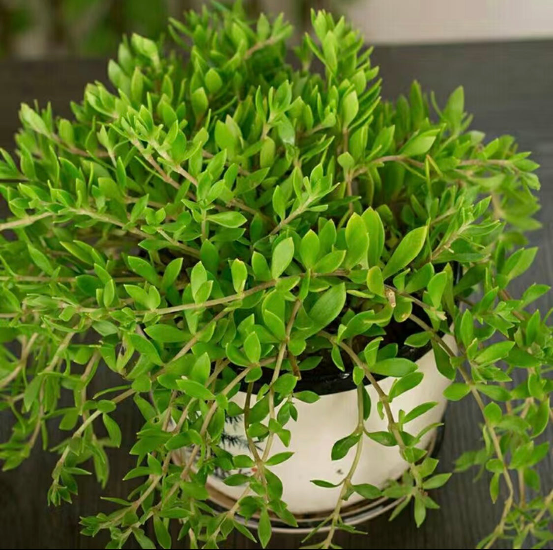 Succulent Plants-Cephalotaxus