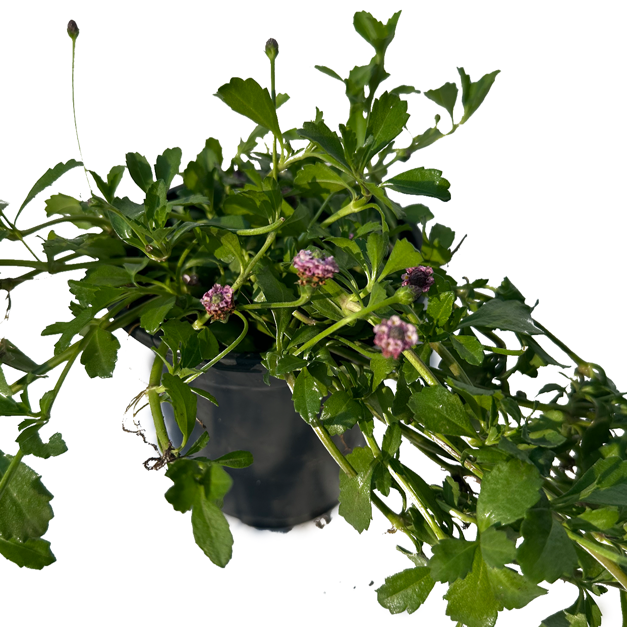 Lippia