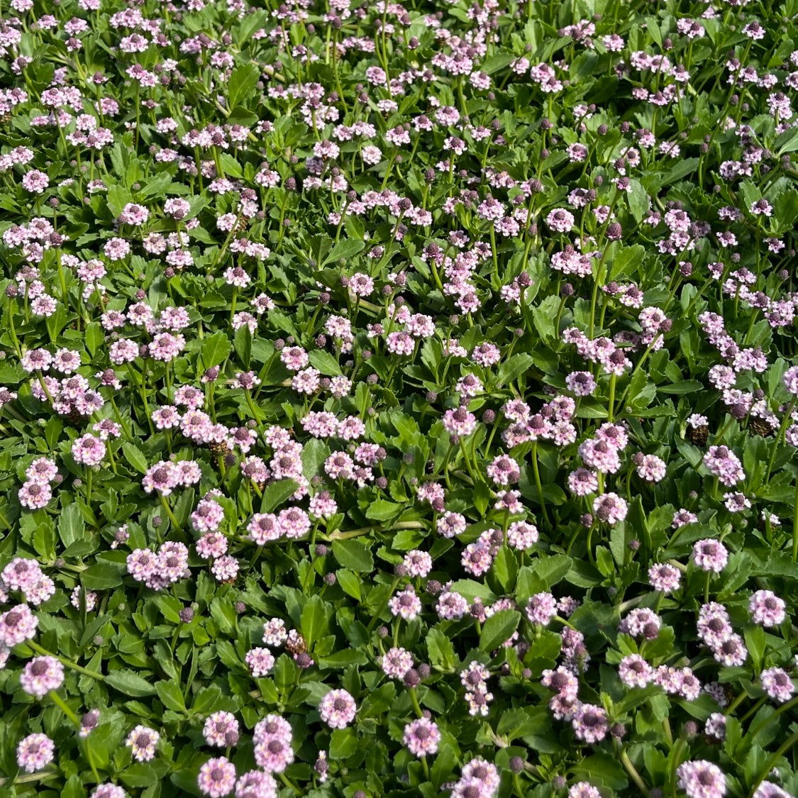 Lippia