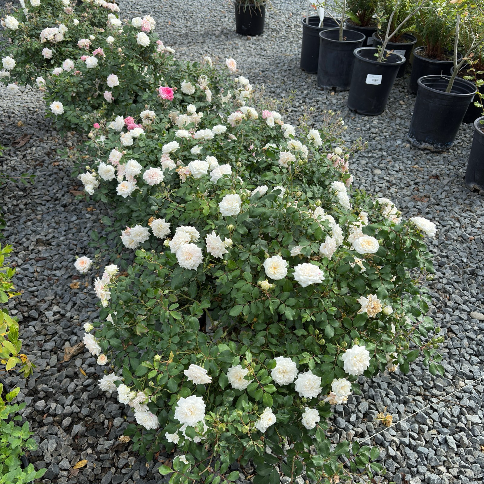 地被月季-飘柔白色