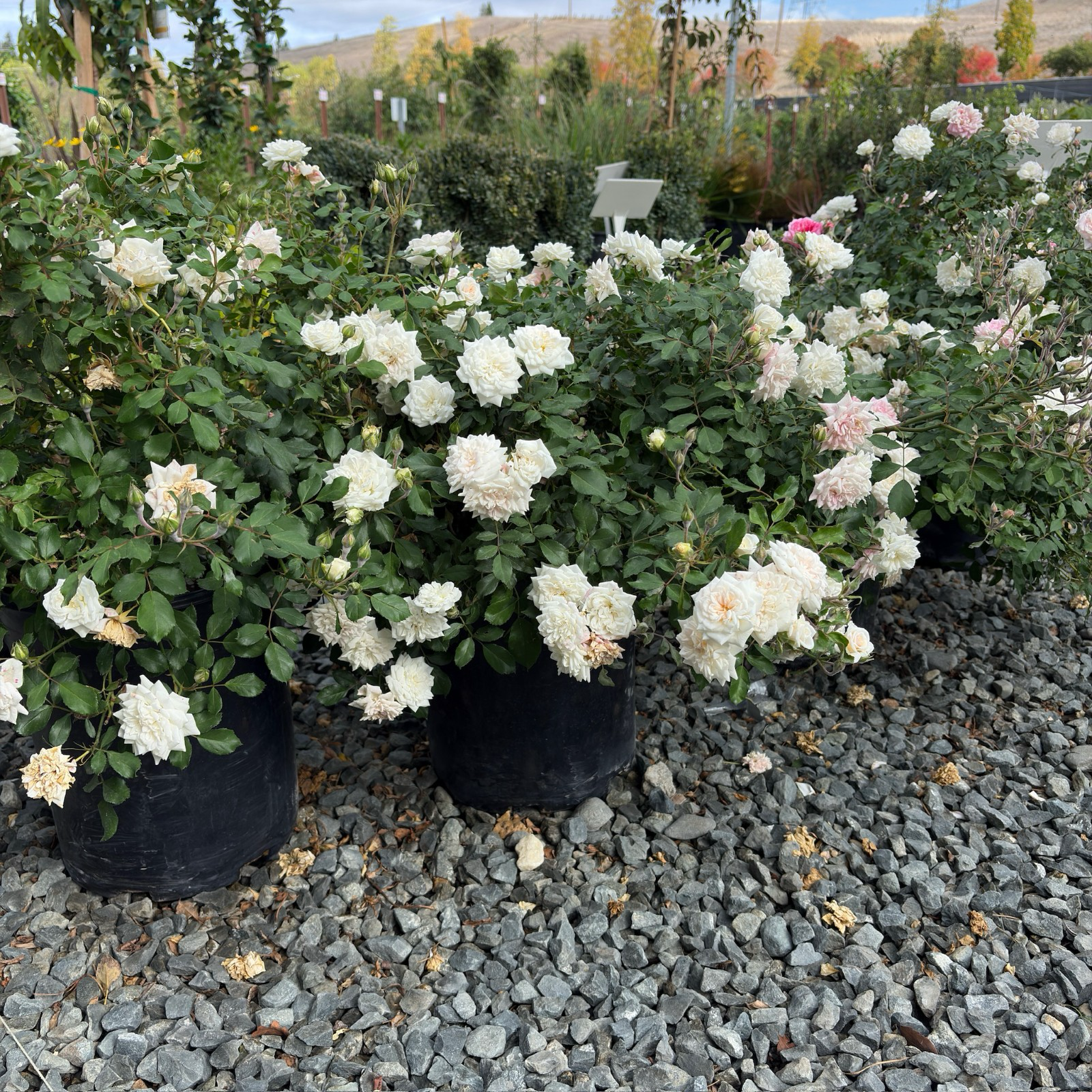 地被月季-飘柔白色