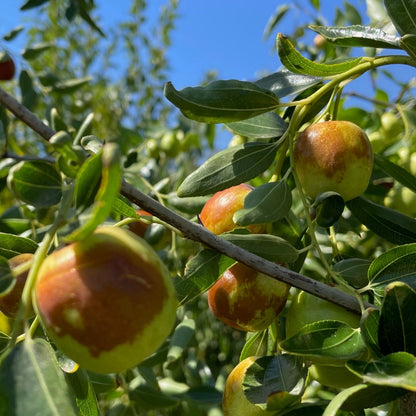 Date Tree-Honey Pot Dates