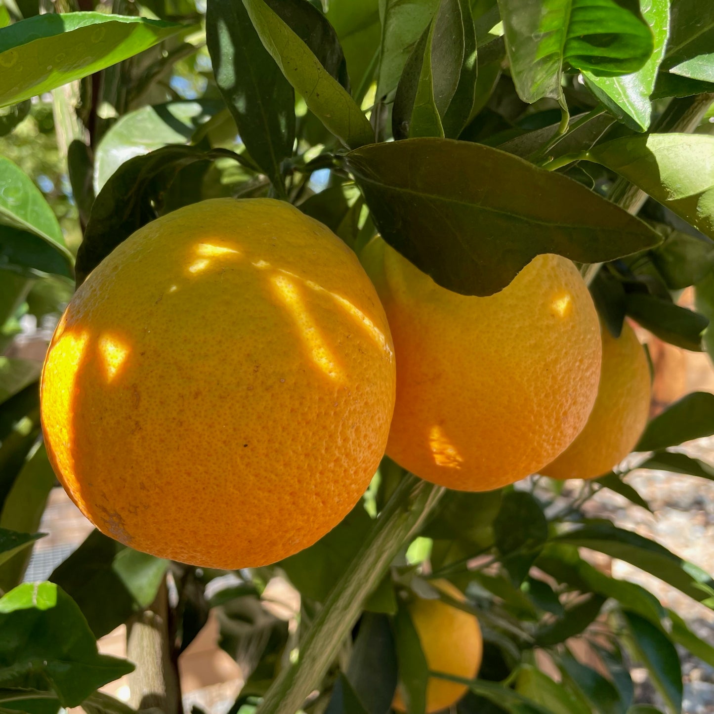 Orange Tree - Valencia Summer Orange