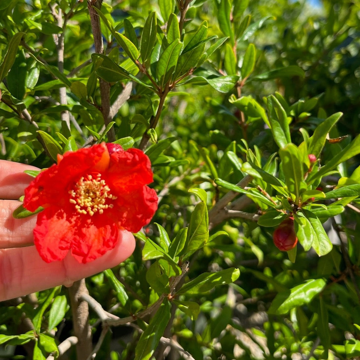 Soft Seed Pomegranate Tree-Angel Red