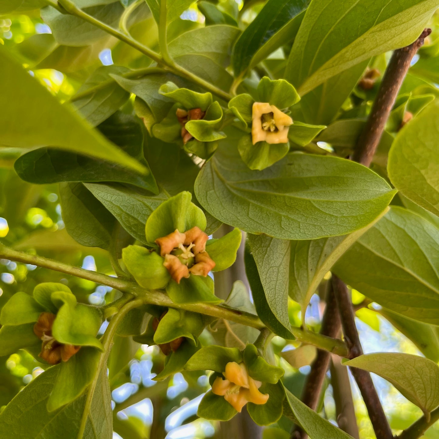 Persimmon Tree-Dwarf Diospyros kaki