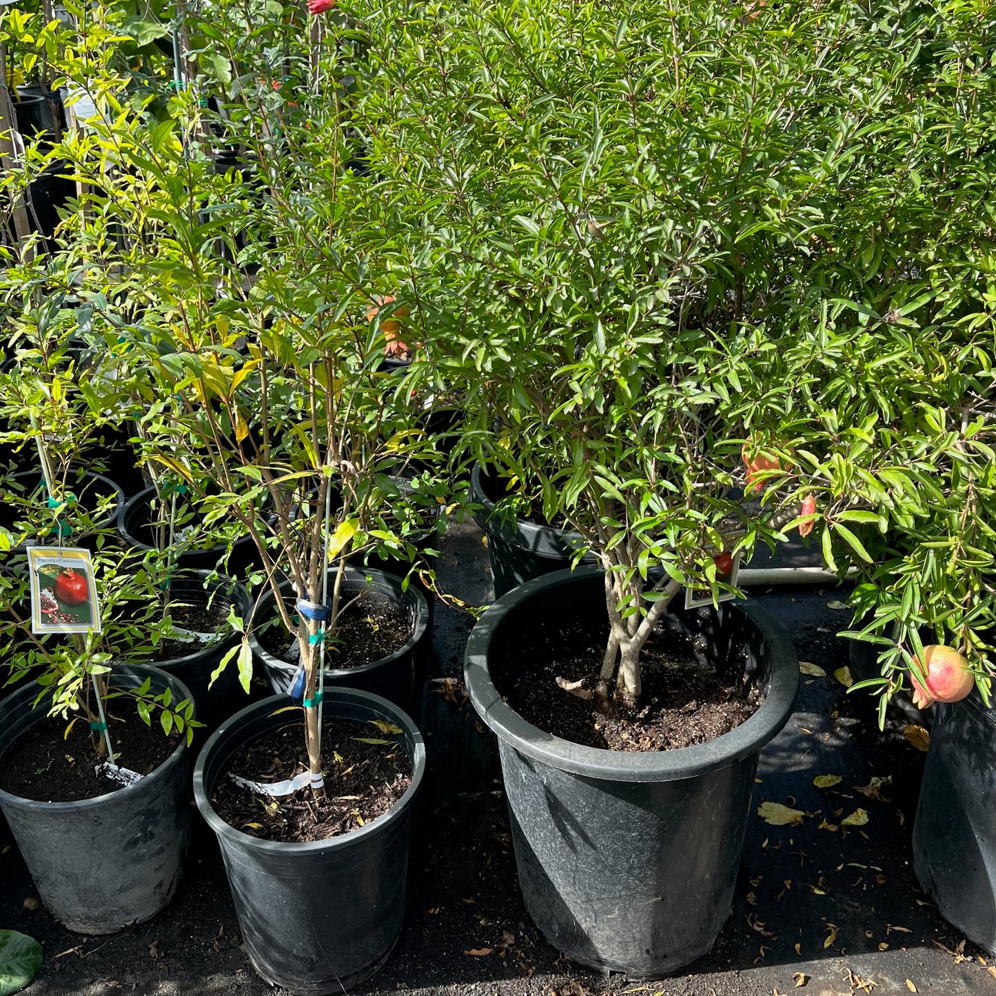 Soft Seed Pomegranate Tree - Pafianca