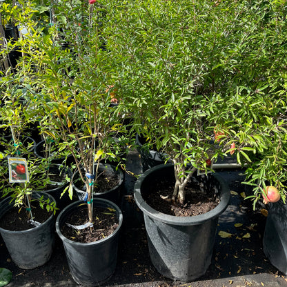 Soft Seed Pomegranate Tree - Pafianca